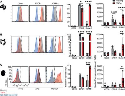 Plasmodium falciparum Parasite Lines Expressing DC8 and Group A PfEMP1 Bind to Brain, Intestinal, and Kidney Endothelial Cells